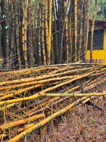 Marketplace thumbnail for Bamboo Sections Available for Pickup