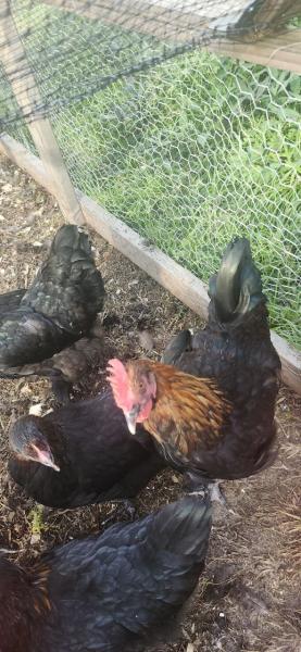 Marketplace thumbnail for Rooster for Sale - Olive Egger Breed