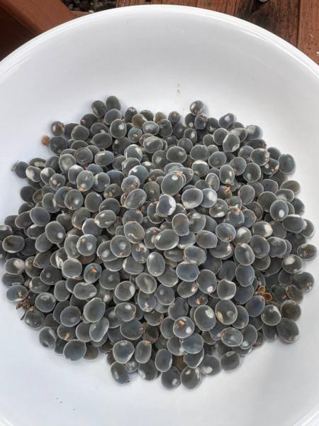 Marketplace thumbnail for Black Pearls for Jewelry Making