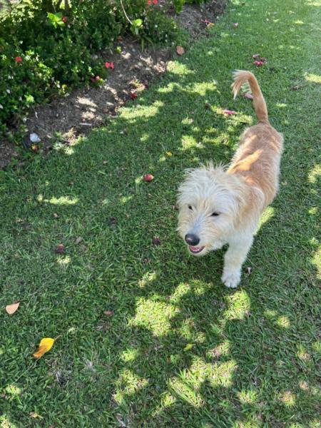 Marketplace thumbnail for Dog Sitter Referral Needed for Hōkū