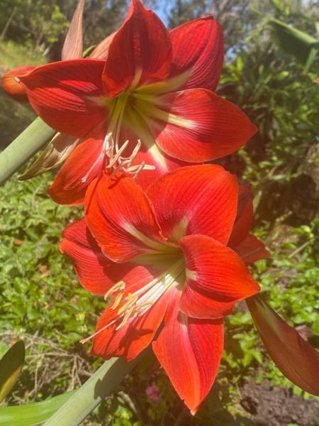 Marketplace thumbnail for Beautiful but Poisonous Plant - Free