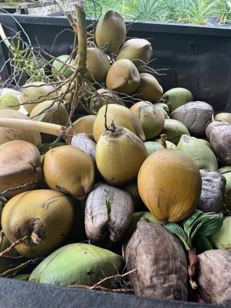 Marketplace thumbnail for Fresh Coconuts, Jawaiian Lilikoi, Sugarcane Juice/Starts