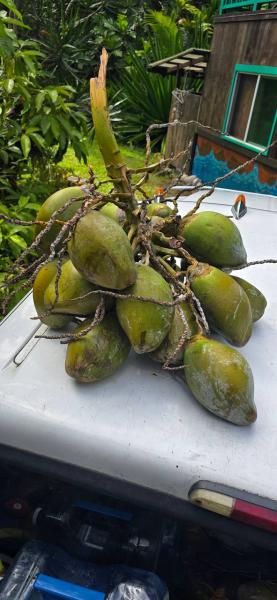 Marketplace thumbnail for Special Deal: Small Young Coconuts